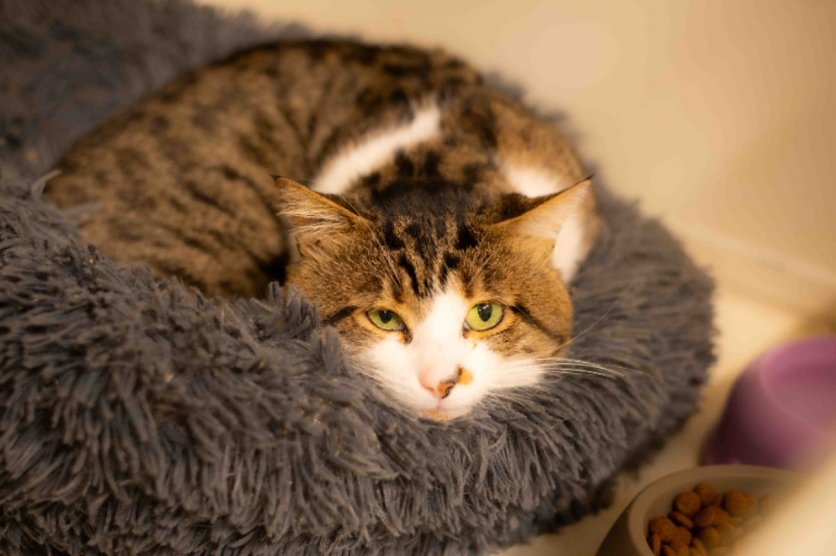Moz - Chat Européen à adopter