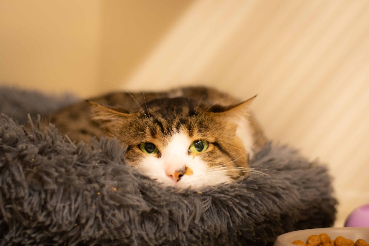 Moz - Chat Européen à adopter - photo 2