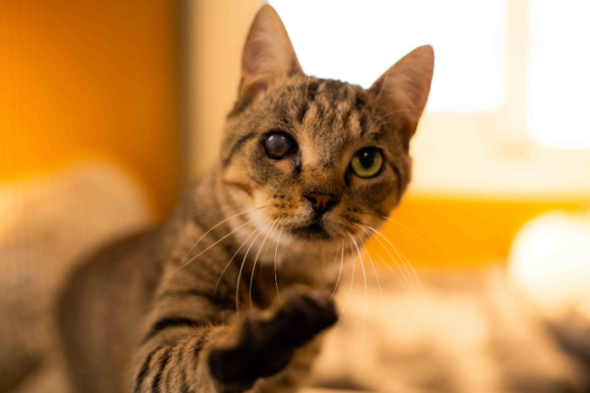 Balou - Chat Européen à adopter