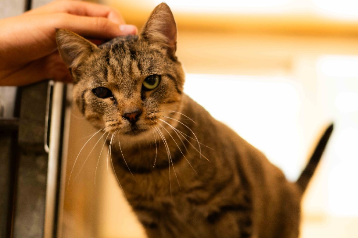 Balou - Chat Européen à adopter - photo 2