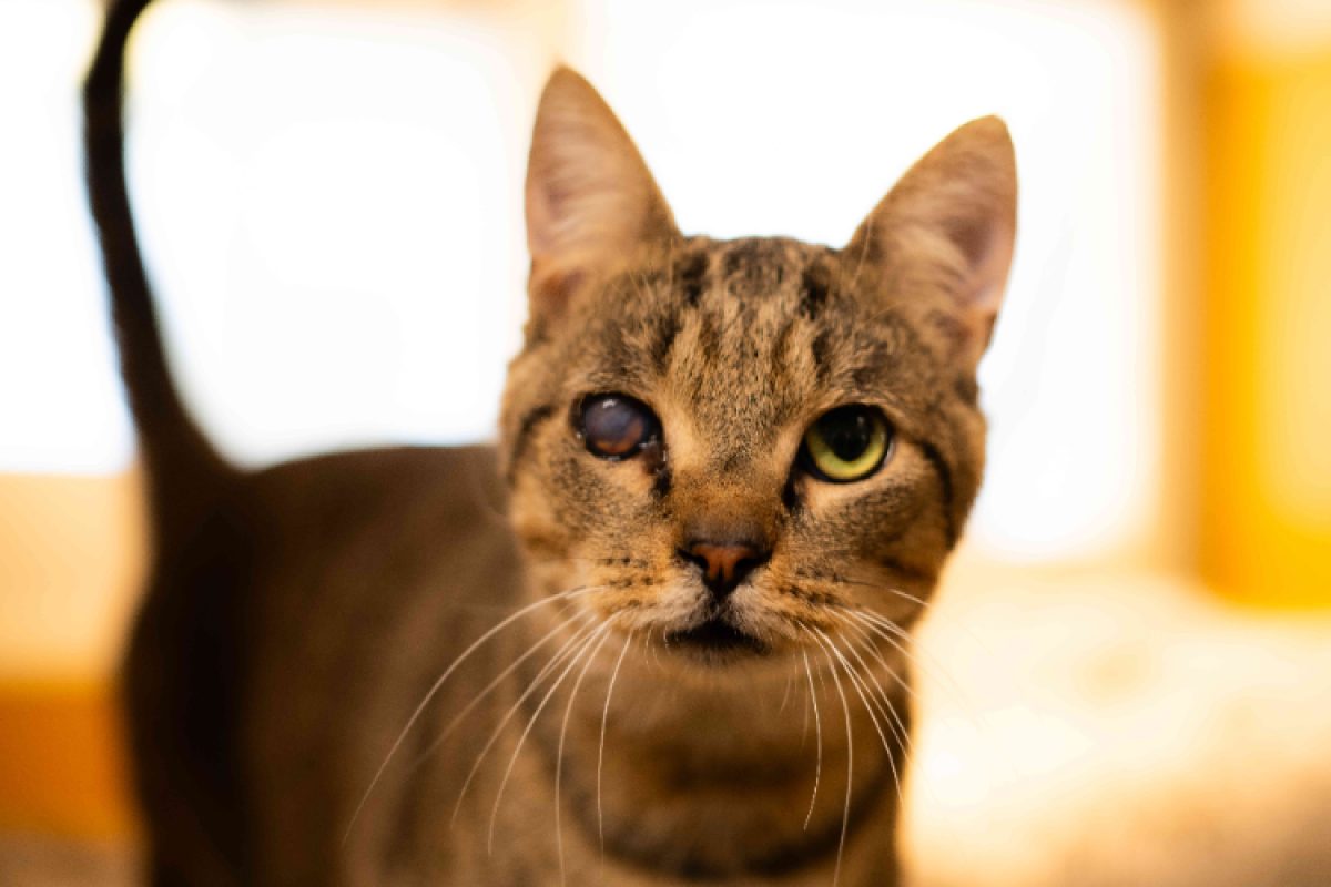 Balou - Chat Européen à adopter - photo 3