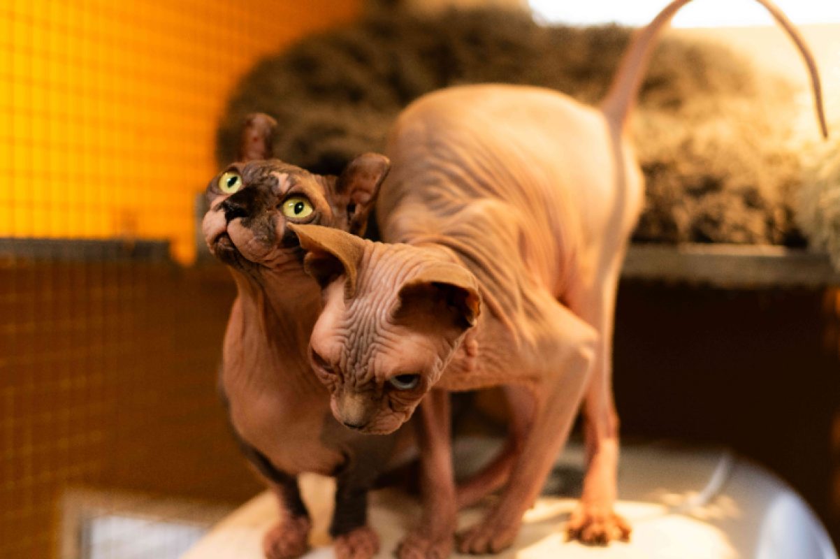 Hilda - Chat Sphynx à adopter
