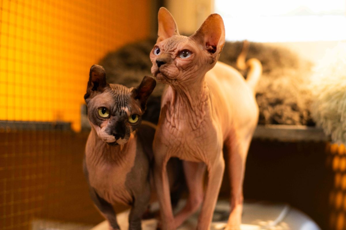 Hilda - Chat Sphynx à adopter - photo 2