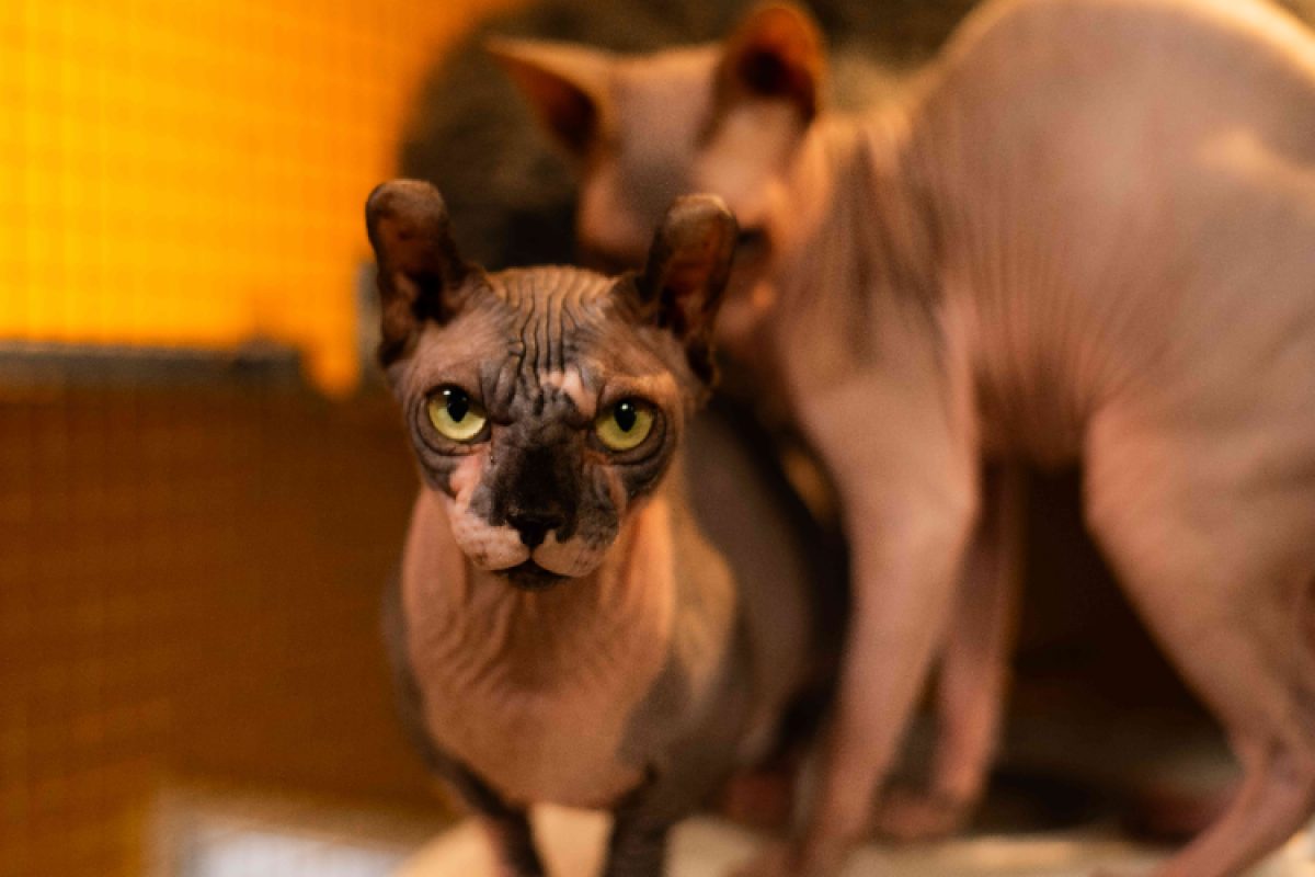 Artemis - Chat Sphynx à adopter - photo 3