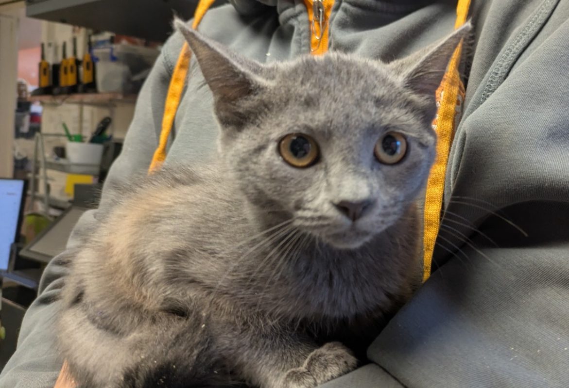 Silver - Chat Européen à adopter