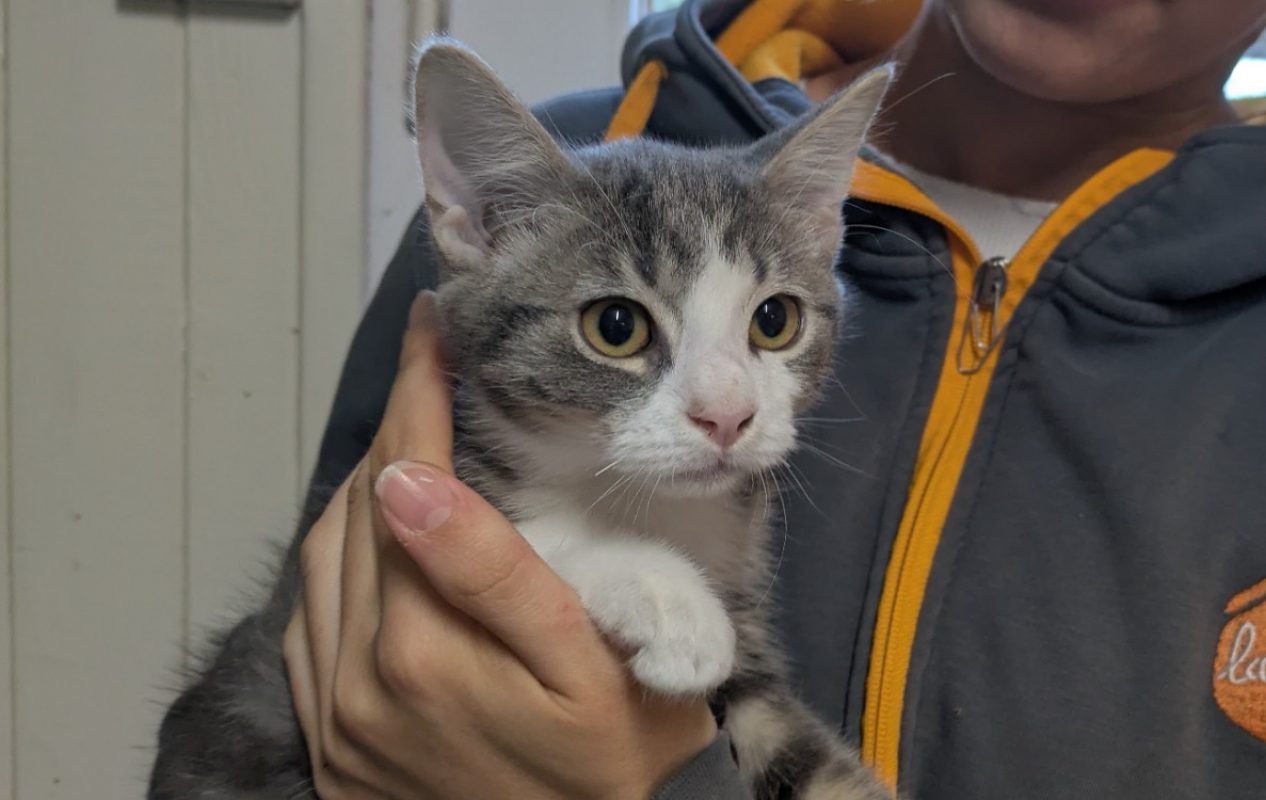 Zipette - Chat Européen à adopter