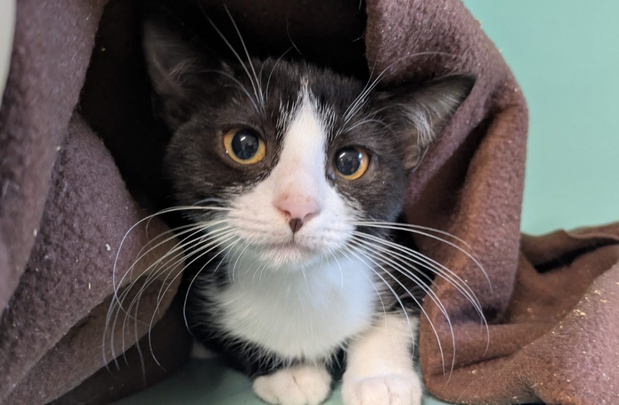 Beretta - Chat Européen à adopter