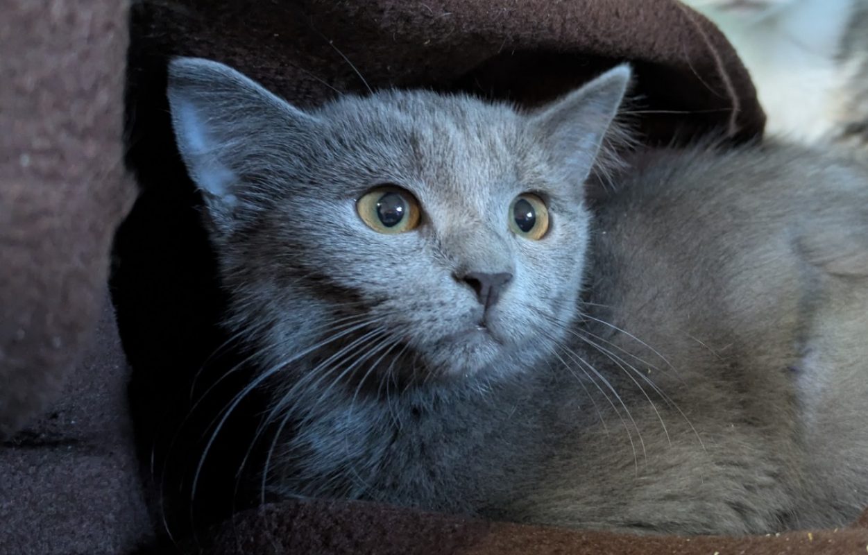 Princesse - Chat Européen à adopter