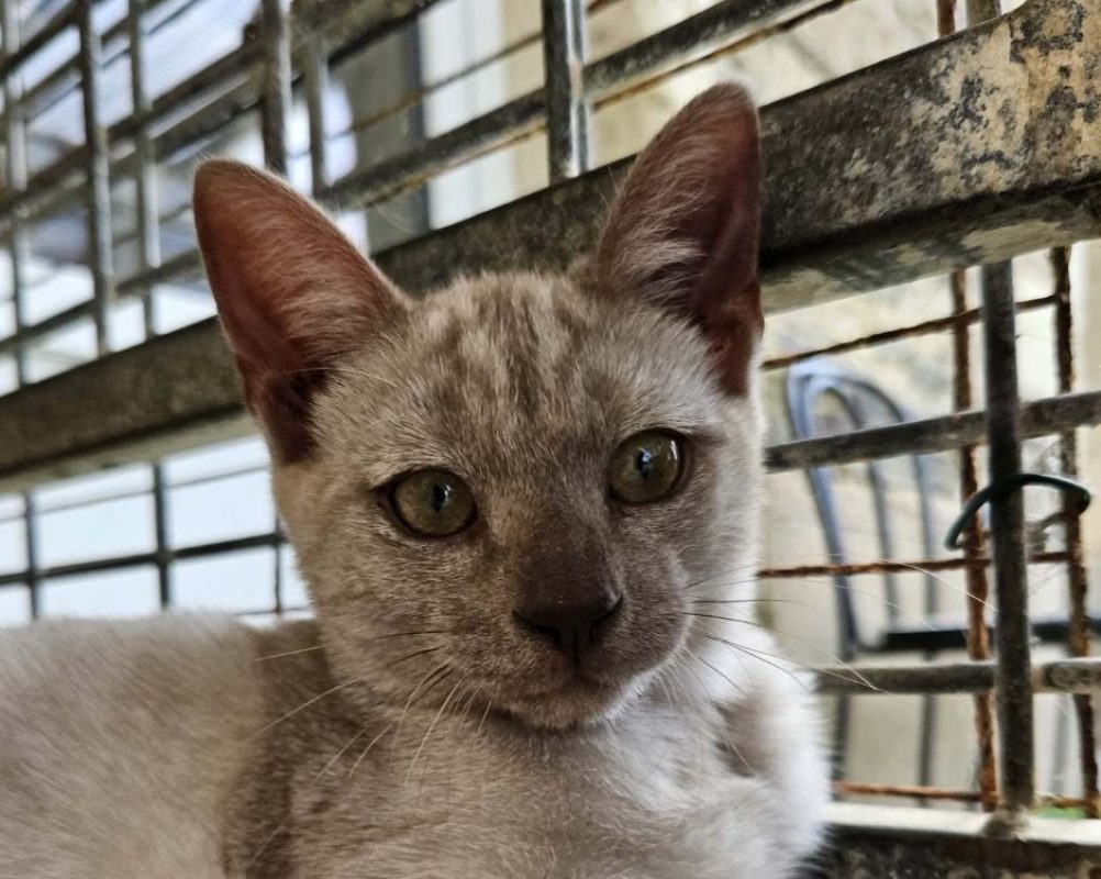 Haru - Chat Européen à adopter