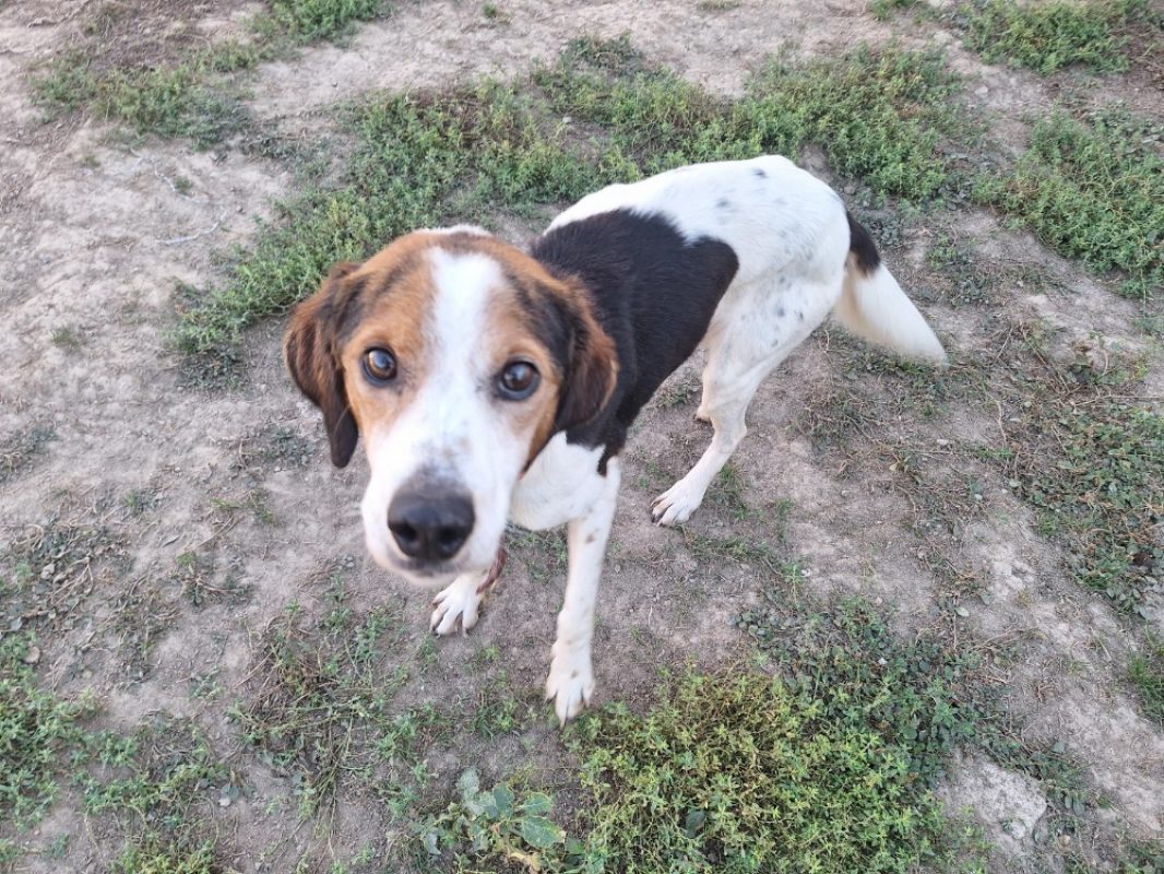 Looky - Chien Beagle à adopter