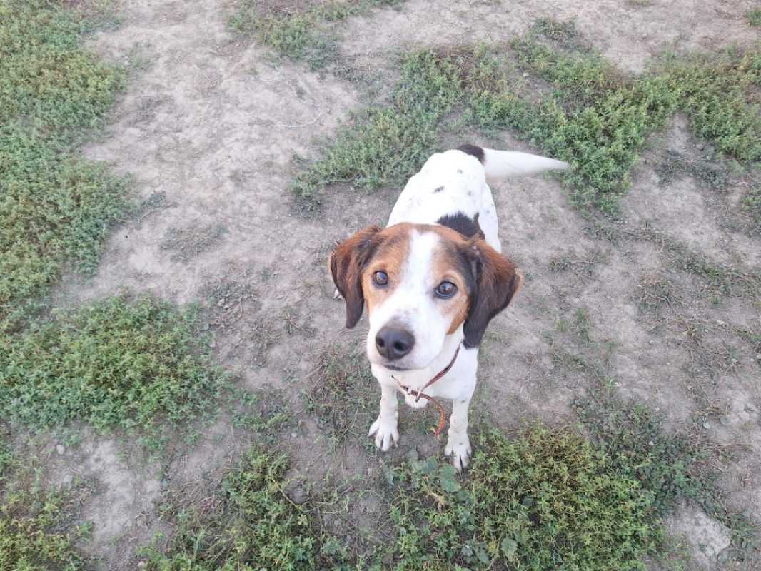Looky - Chien Beagle à adopter - photo 2