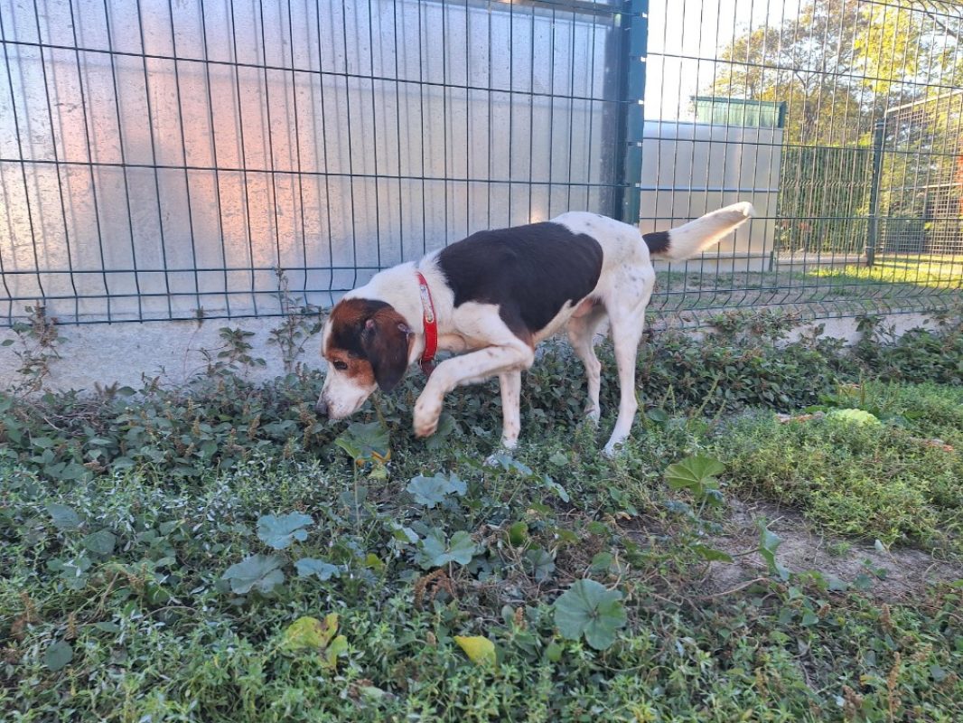 Looky - Chien Beagle à adopter - photo 3