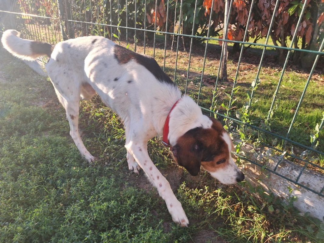 Looky - Chien Beagle à adopter - photo 4