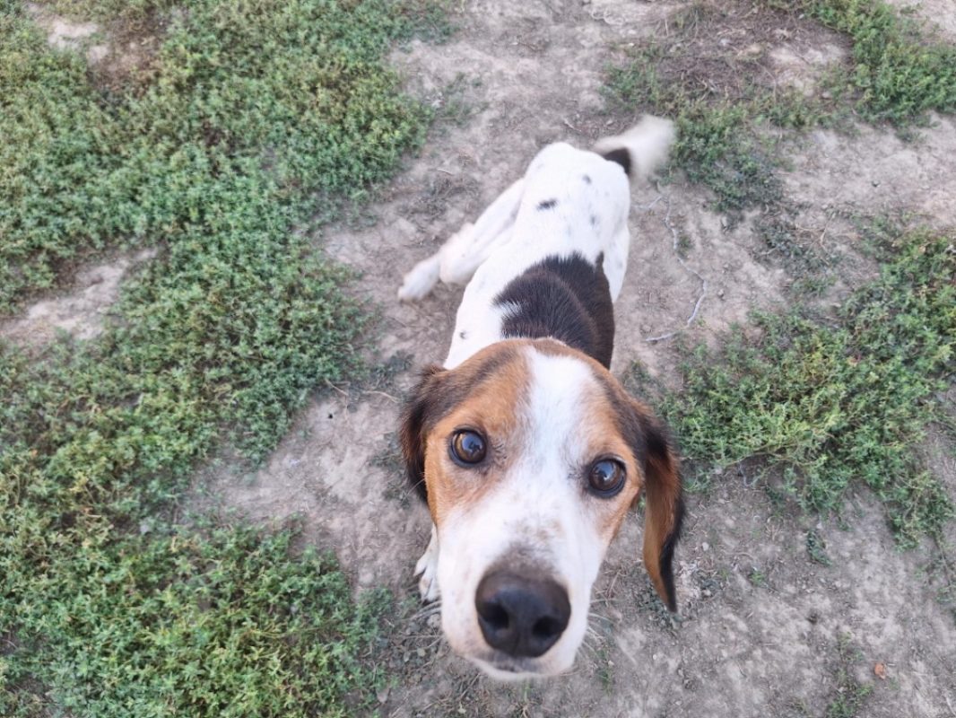 Looky - Chien Beagle à adopter - photo 5