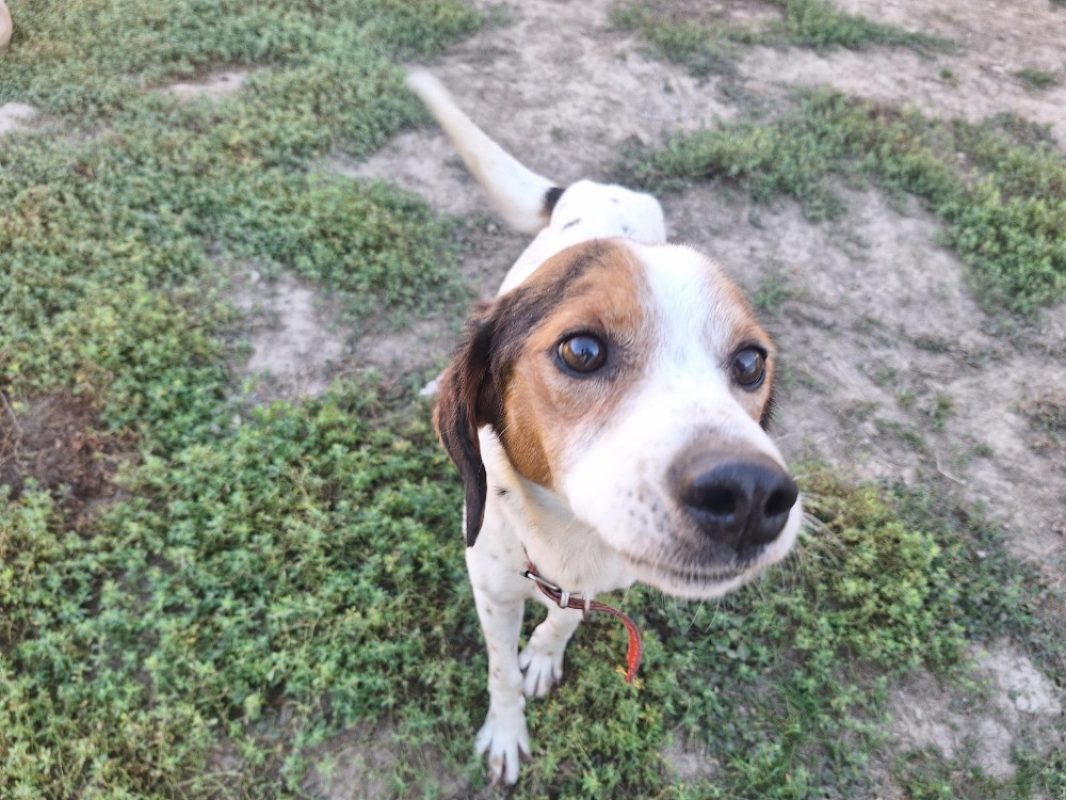 Looky - Chien Beagle à adopter - photo 6