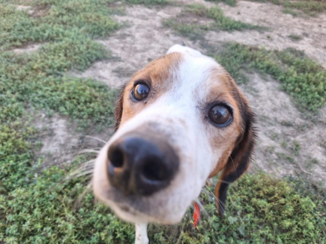 Looky - Chien Beagle à adopter - photo 7