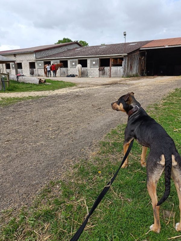 TCHOUPI - Chien à adopter - photo 2