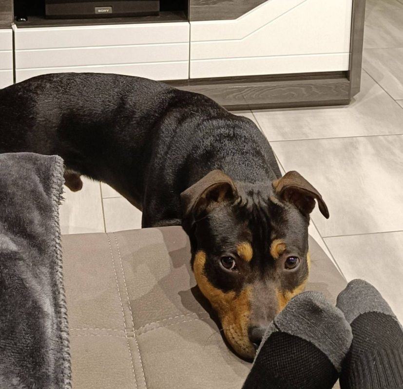 TCHOUPI - Chien à adopter
