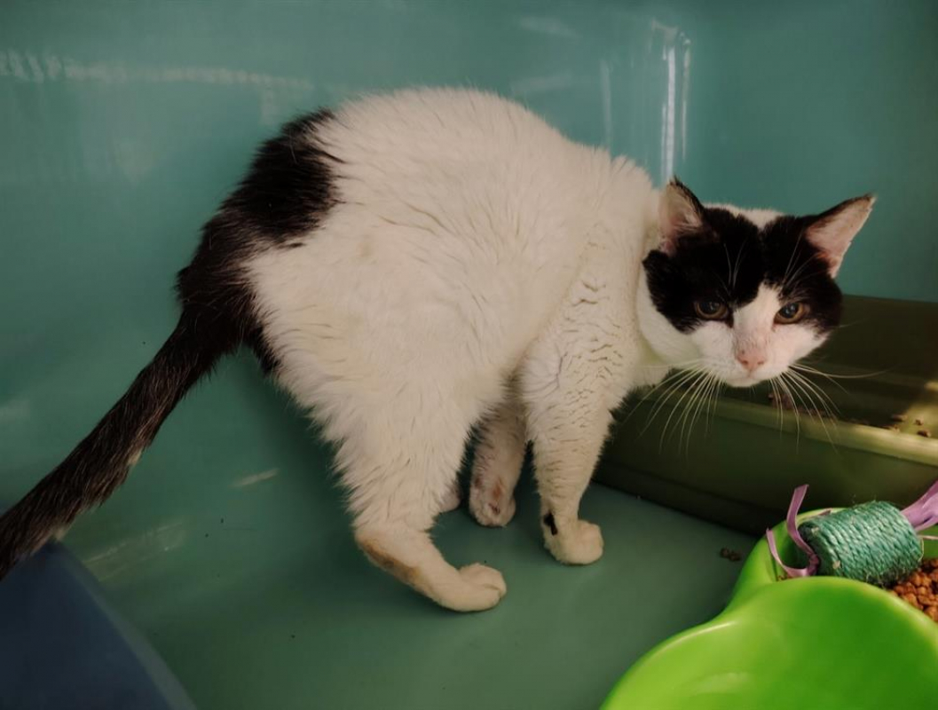 Photo #3 de Salto réservé