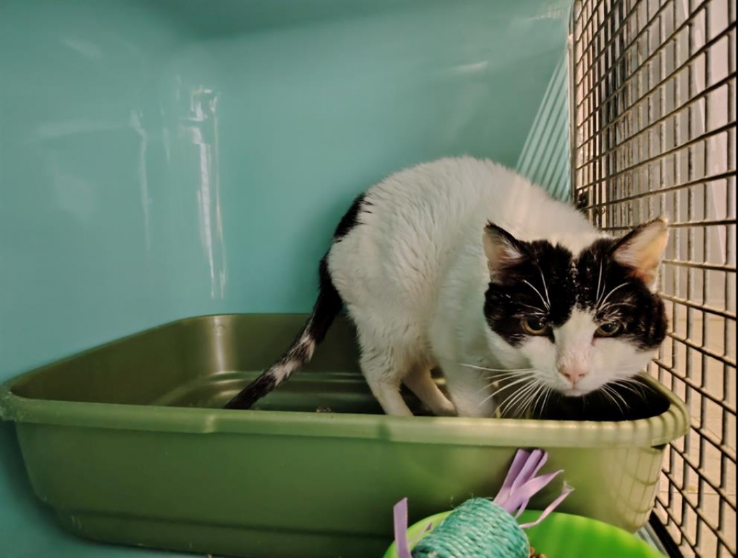 Photo #4 de Salto réservé