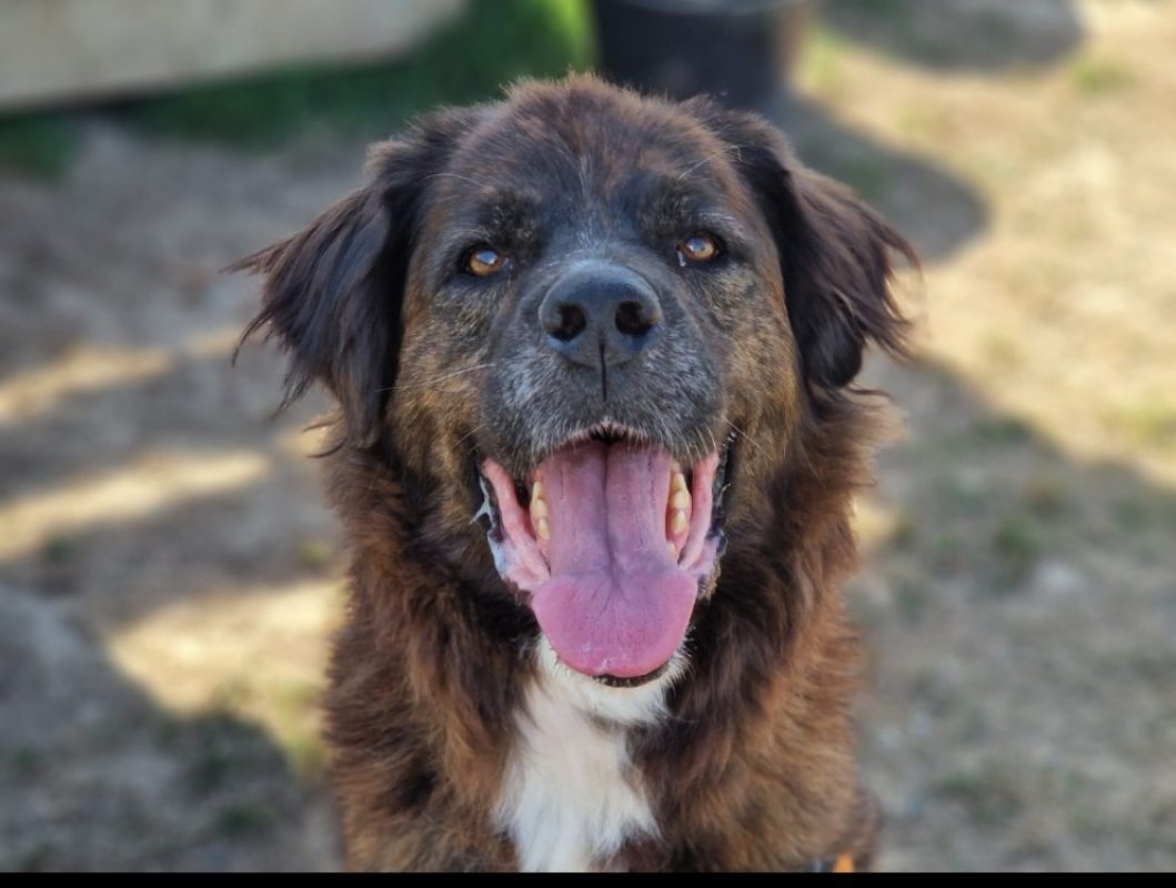Nina - Chien Berger à adopter