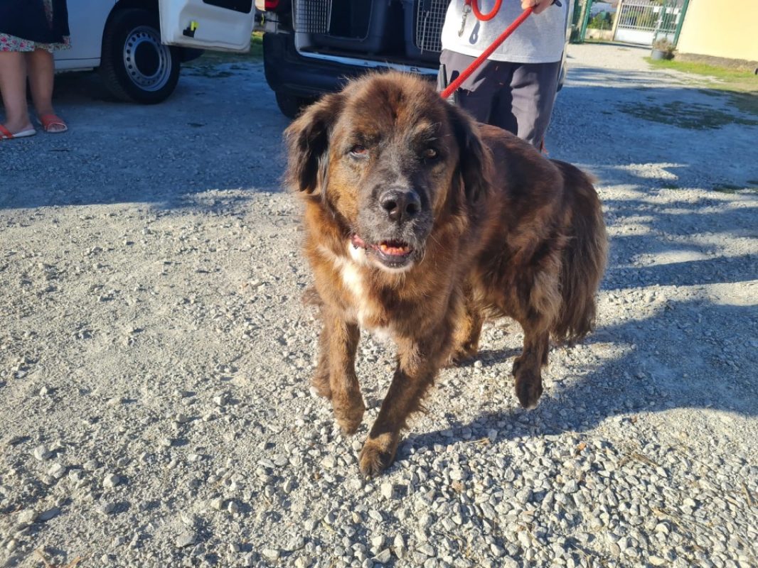 Nina - Chien Berger à adopter - photo 2