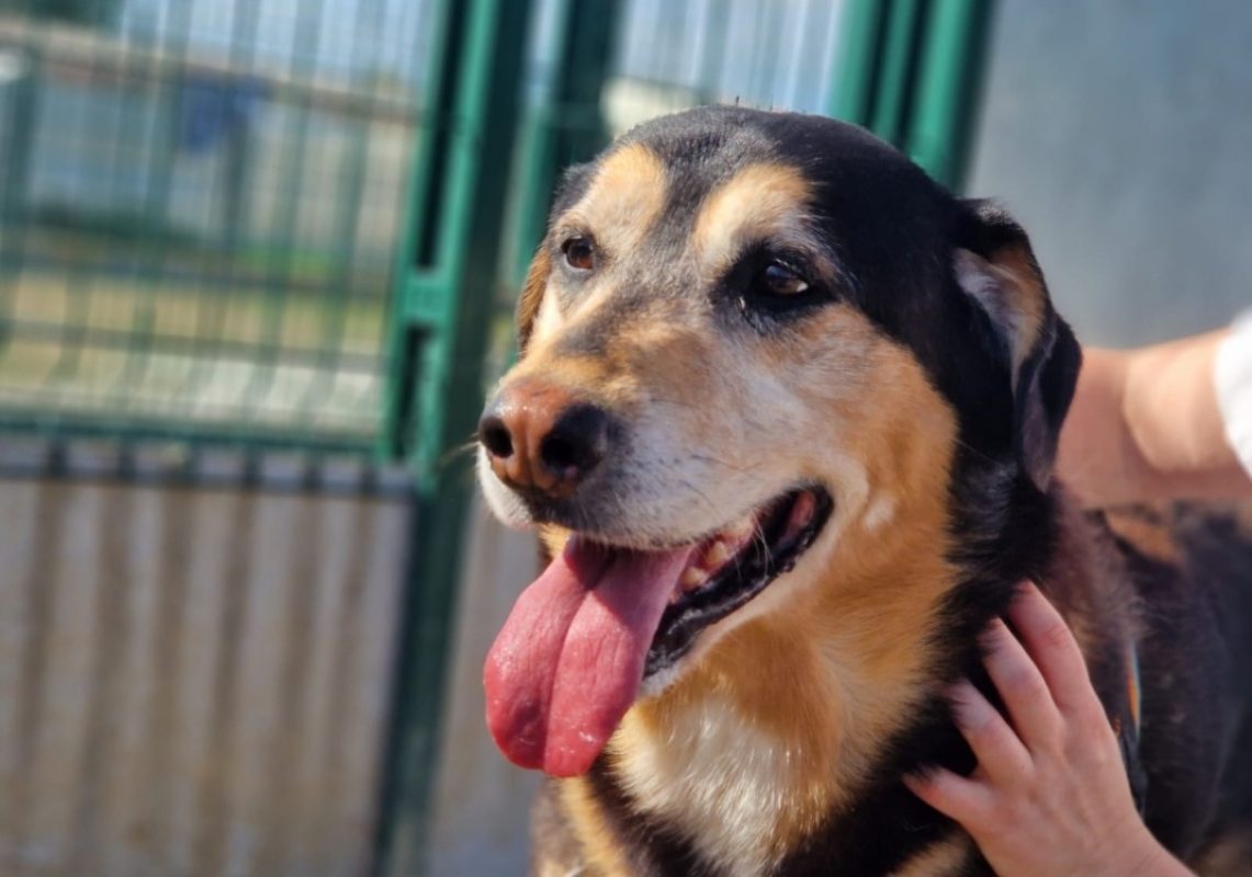 Lou - Chien à adopter