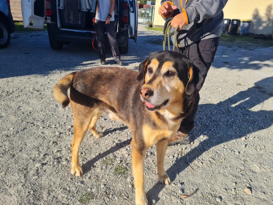 Lou - Chien à adopter - photo 2