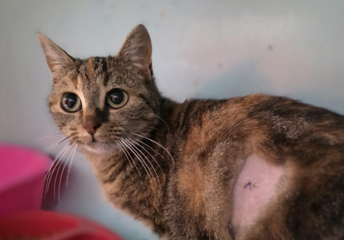 Ruby - Chat Européen à adopter