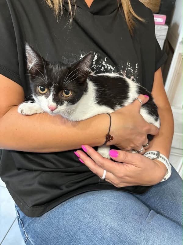 BABYLOU - Chat Européen à adopter