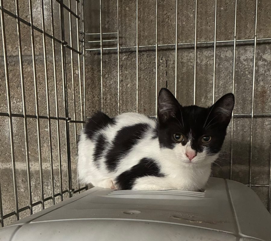 BABYLOU - Chat Européen à adopter - photo 2