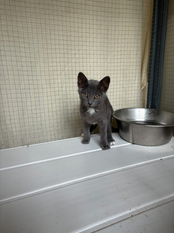 Bagherra - Chat Européen à adopter