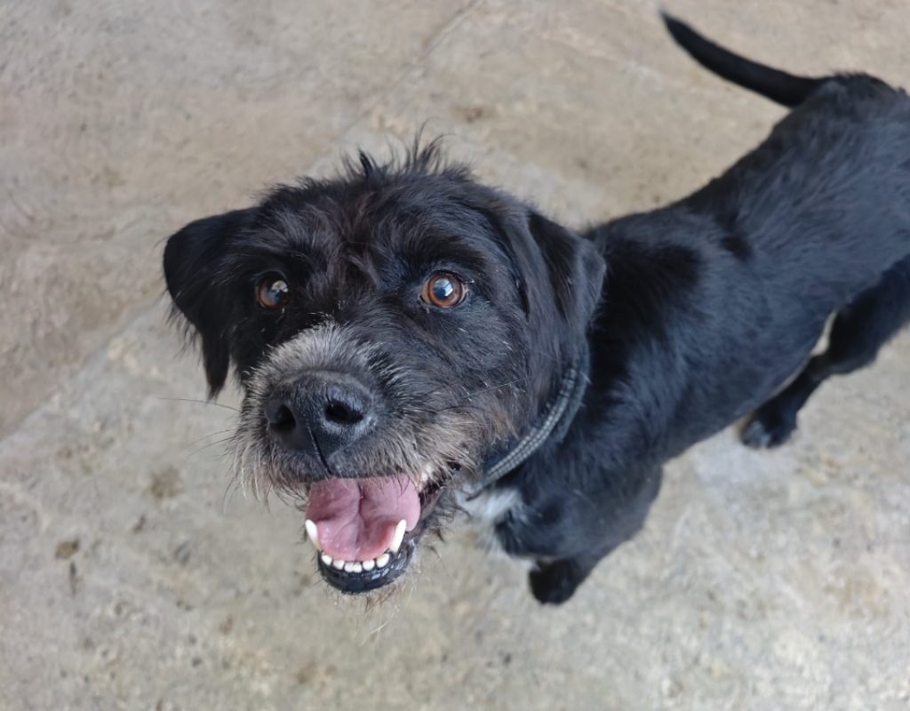 Rizzla - Chien Briquet Griffon Vendéen à adopter