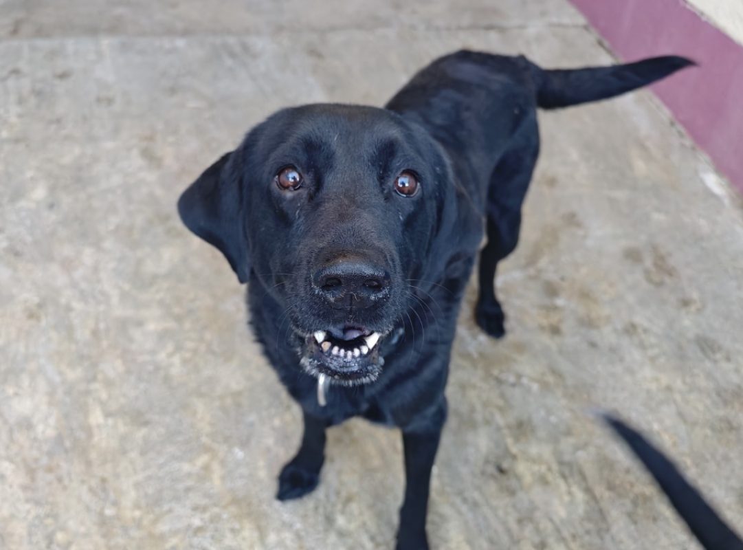 Olie - Chien à adopter