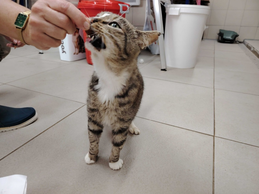 Photo #4 de Carlos promis