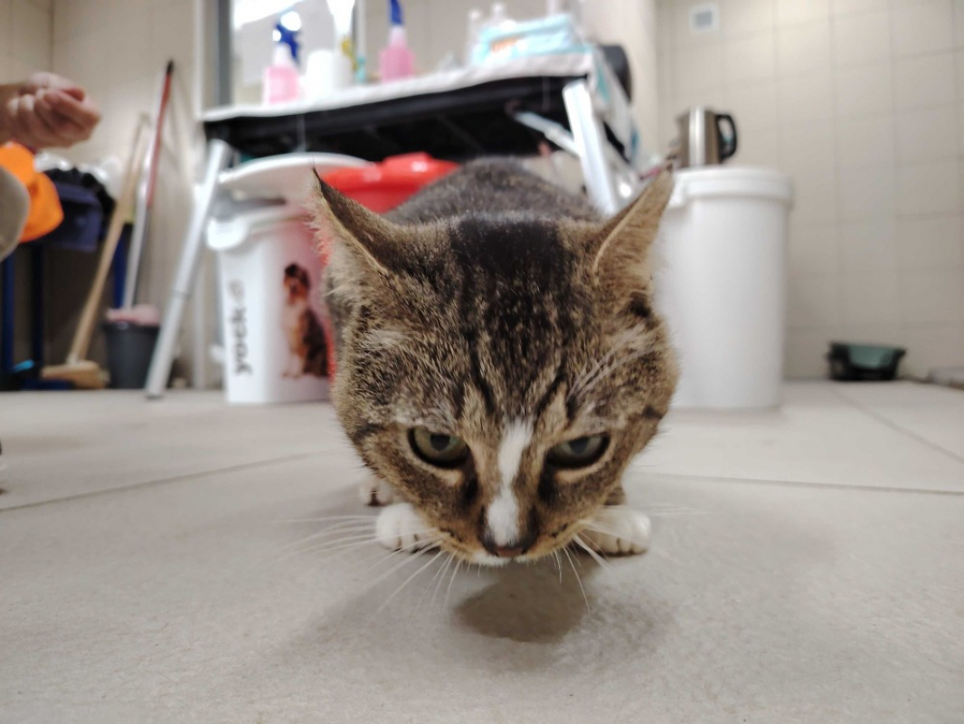 Photo #5 de Carlos promis