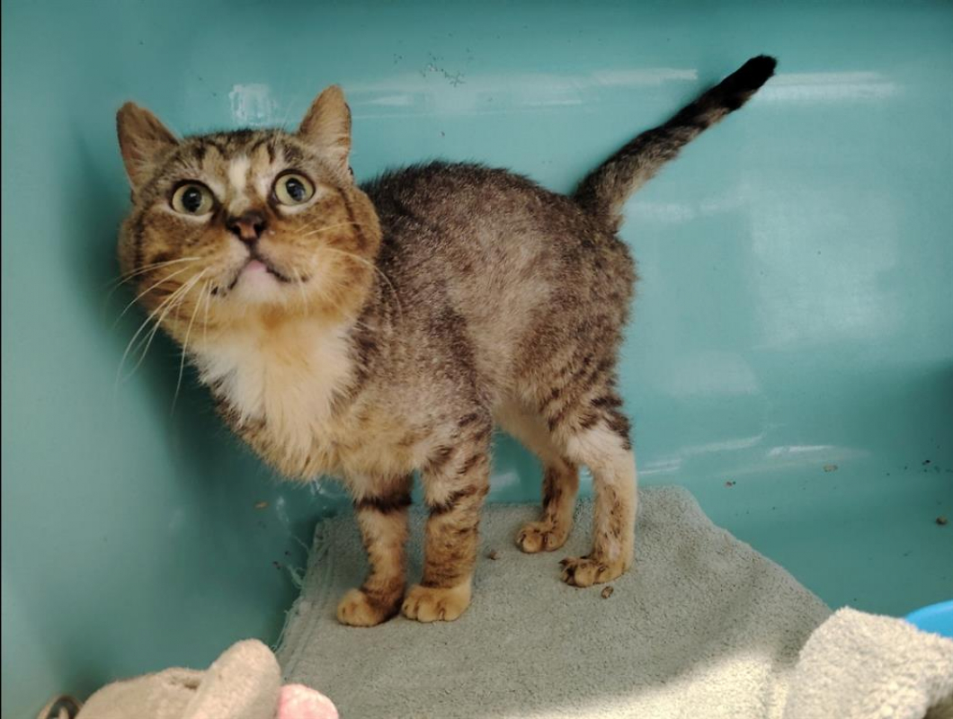 Photo #11 de Carlos promis