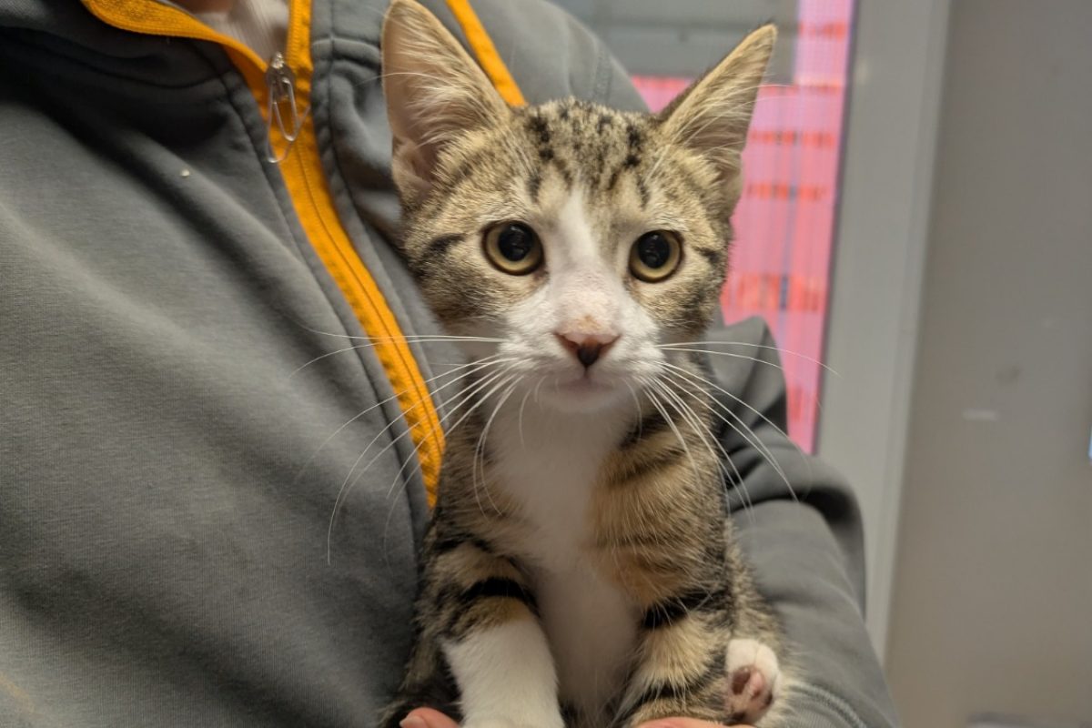 Jin - Chat Européen à adopter