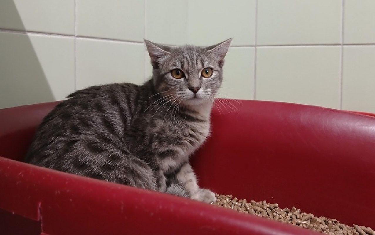 Cleopatre - Chat Européen à adopter
