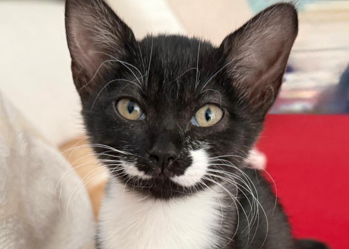 Xena - Chat Européen à adopter - photo 2