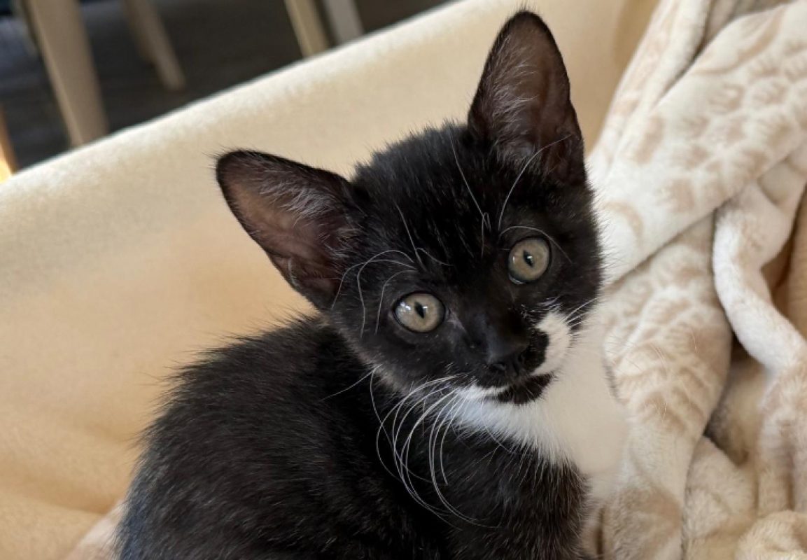 Xena - Chat Européen à adopter - photo 4
