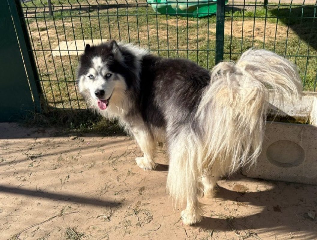 Cesar - Chien Husky Sibérien à adopter