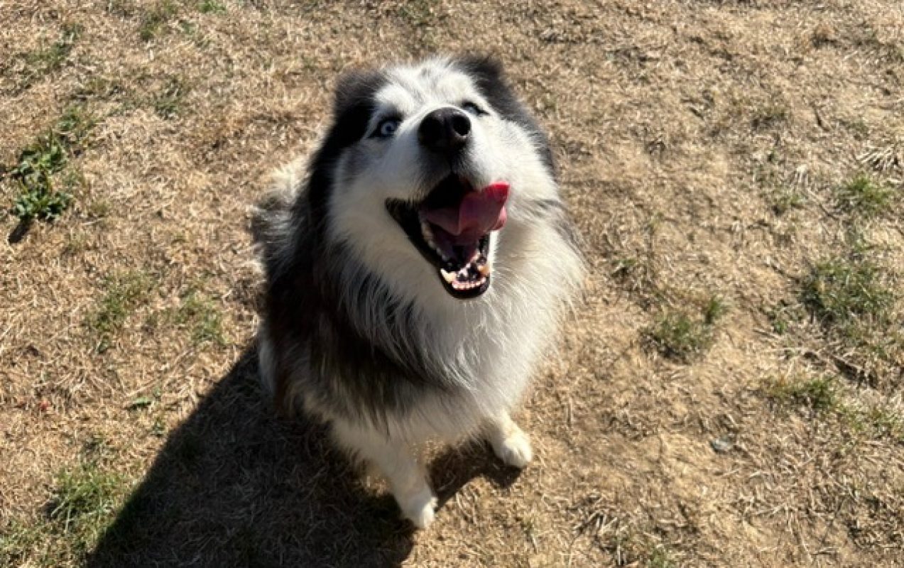 Cesar - Chien Husky Sibérien à adopter - photo 2