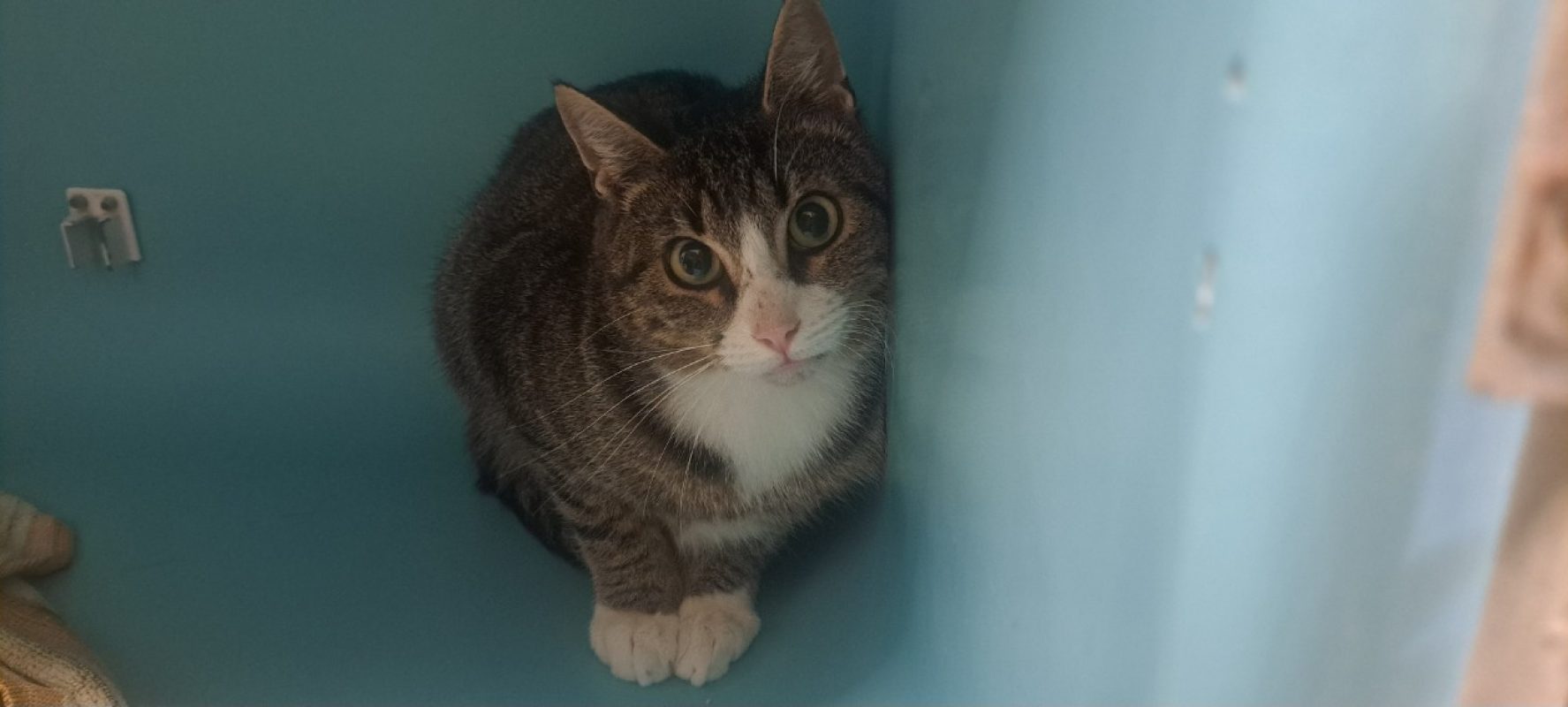 Vidam - Chat Européen à adopter