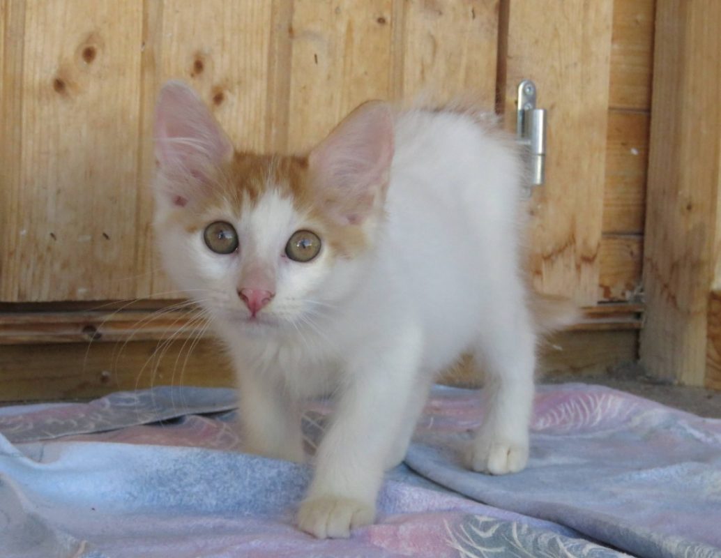 Kloe - Chat Européen à adopter