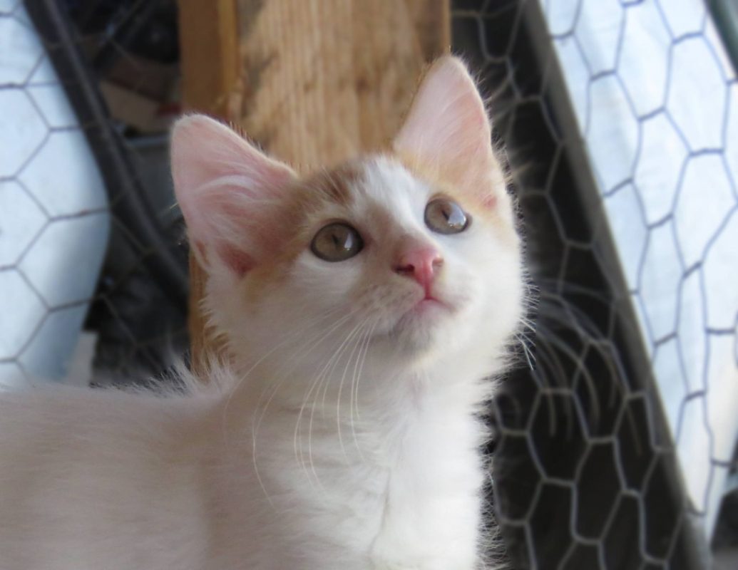 Kloe - Chat Européen à adopter - photo 2