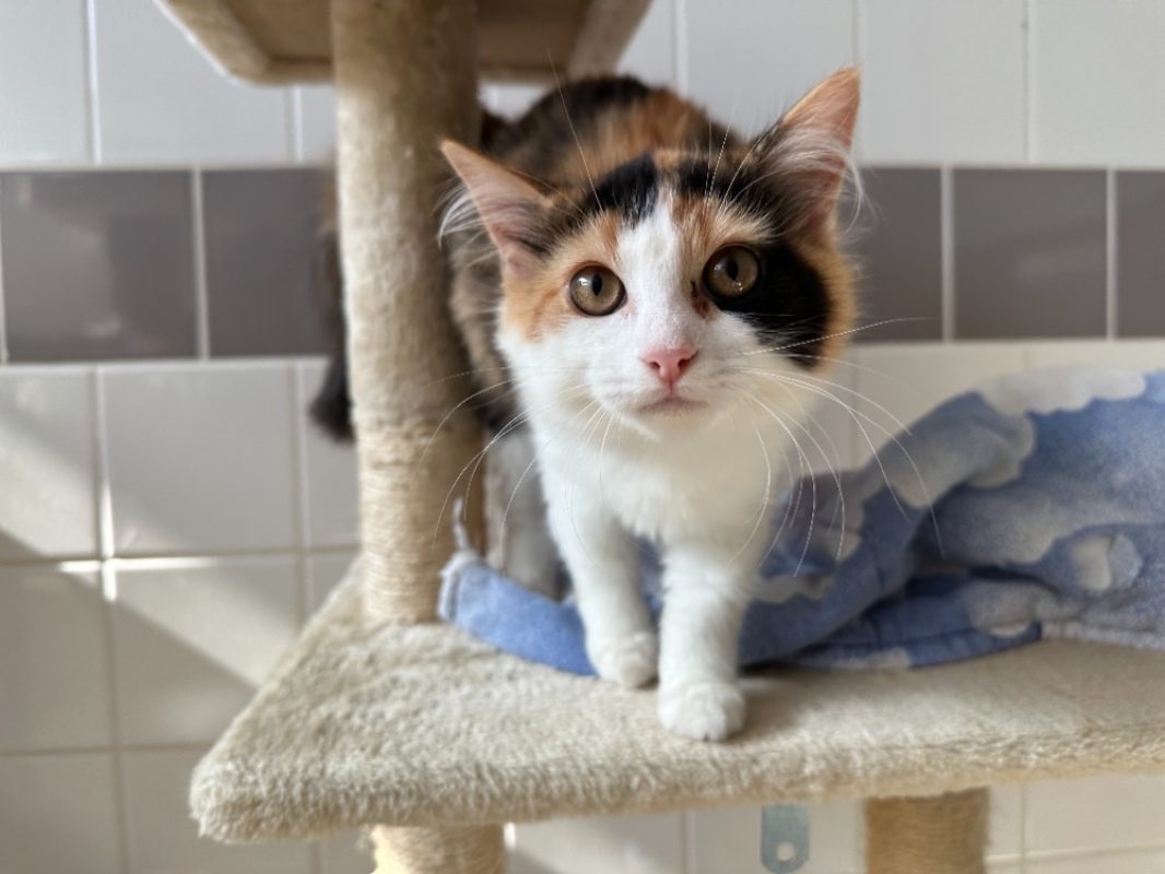 Hararei - Chat à adopter