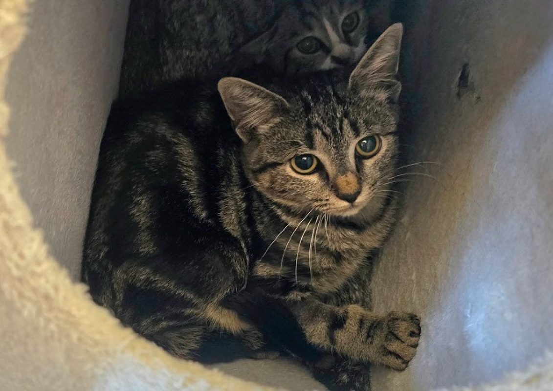 Bozo - Chat Européen à adopter