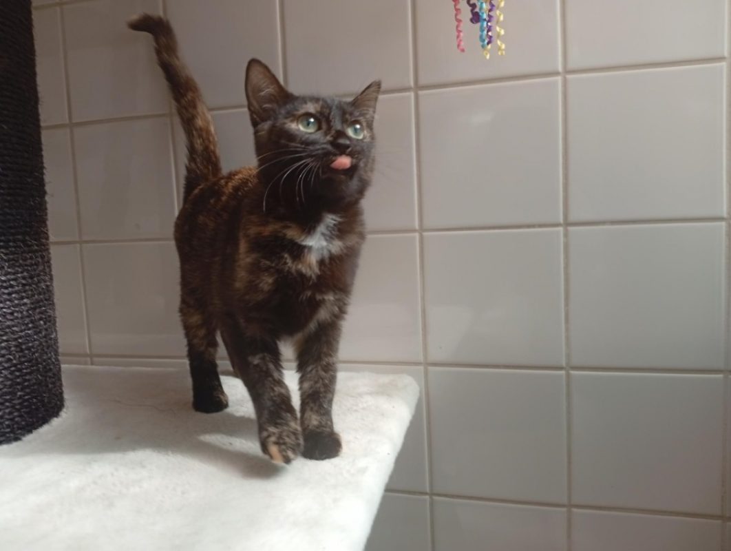 Preian - Chat à adopter