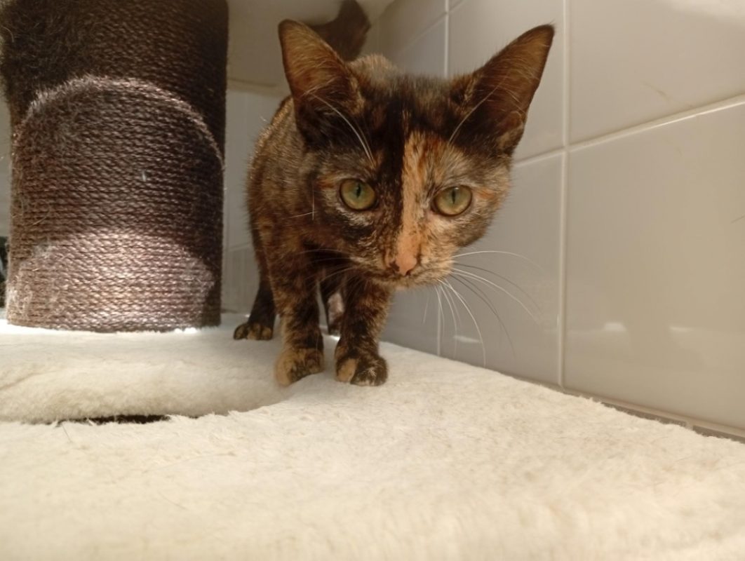 Isinmi - Chat à adopter